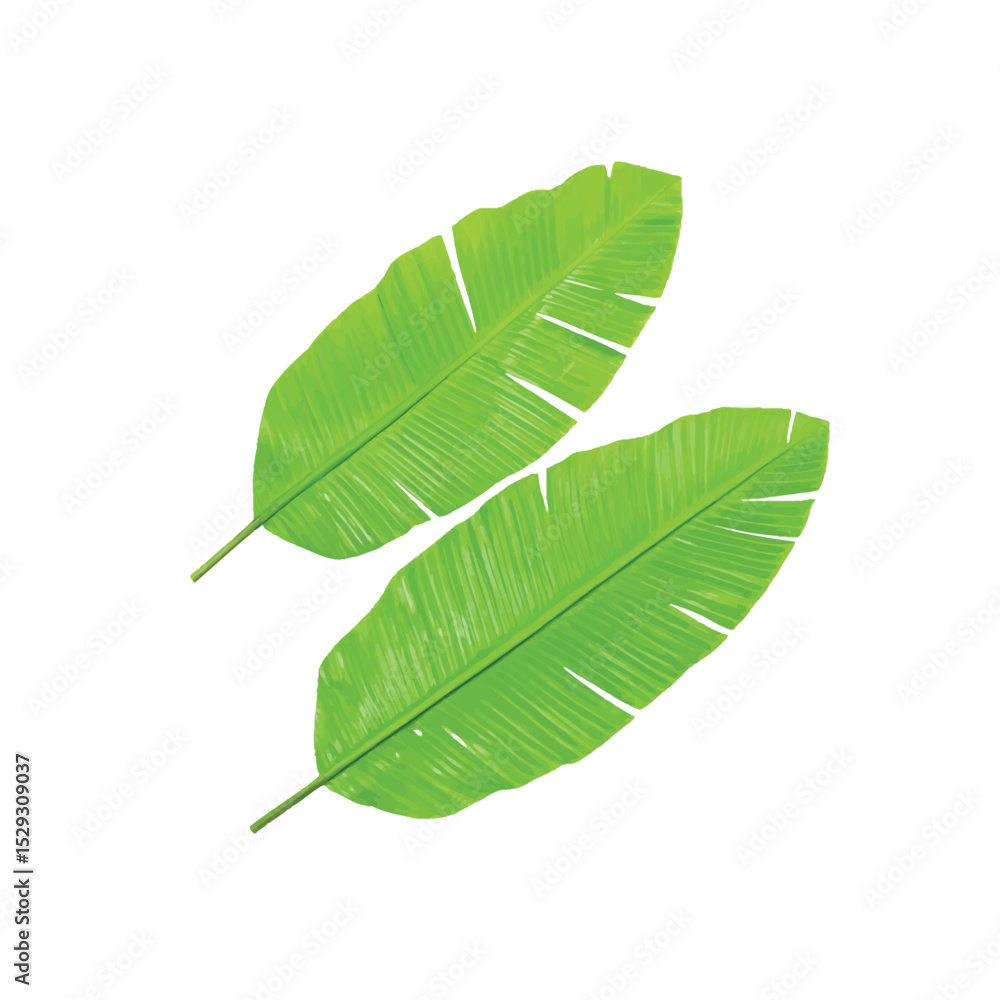 Fototapeta premium Vibrant Banana Leaves: A pair of fresh, tropical banana leaves, showcasing lush green hues and intricate textures. Representing nature's elegance and vitality.