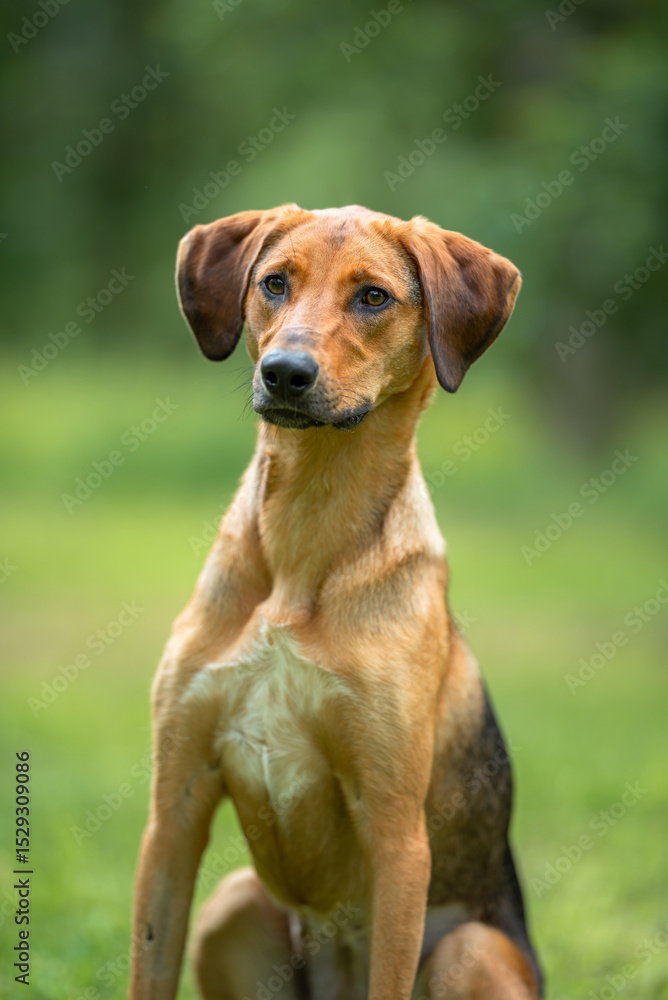 Hound and Shepherd Mix Dog - Reddish Dog with White Chest Spot, Floppy Ears, Black Back. Mixed Breed, Street Dog Posing on Blurred Green Background. Hound and Shepherd Mix Dog - Reddish Dog with White Chest Spot, Floppy Ears, Black Back. Mixed Breed, Street Dog Posing on Blurred Green Background.