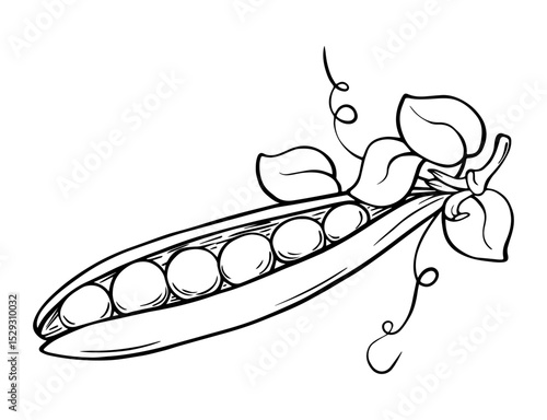 Hand-drawn vector illustration of an open pea pod with leaves, isolated on white background. Suitable for food design, packaging, agriculture, and botanical project