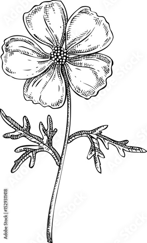 Musk mallow flower sketch. Hand-drawn botanical illustration. Natural skin care, aromatherapy, perfumery, and organic cosmetics logo design. NOT AI generated