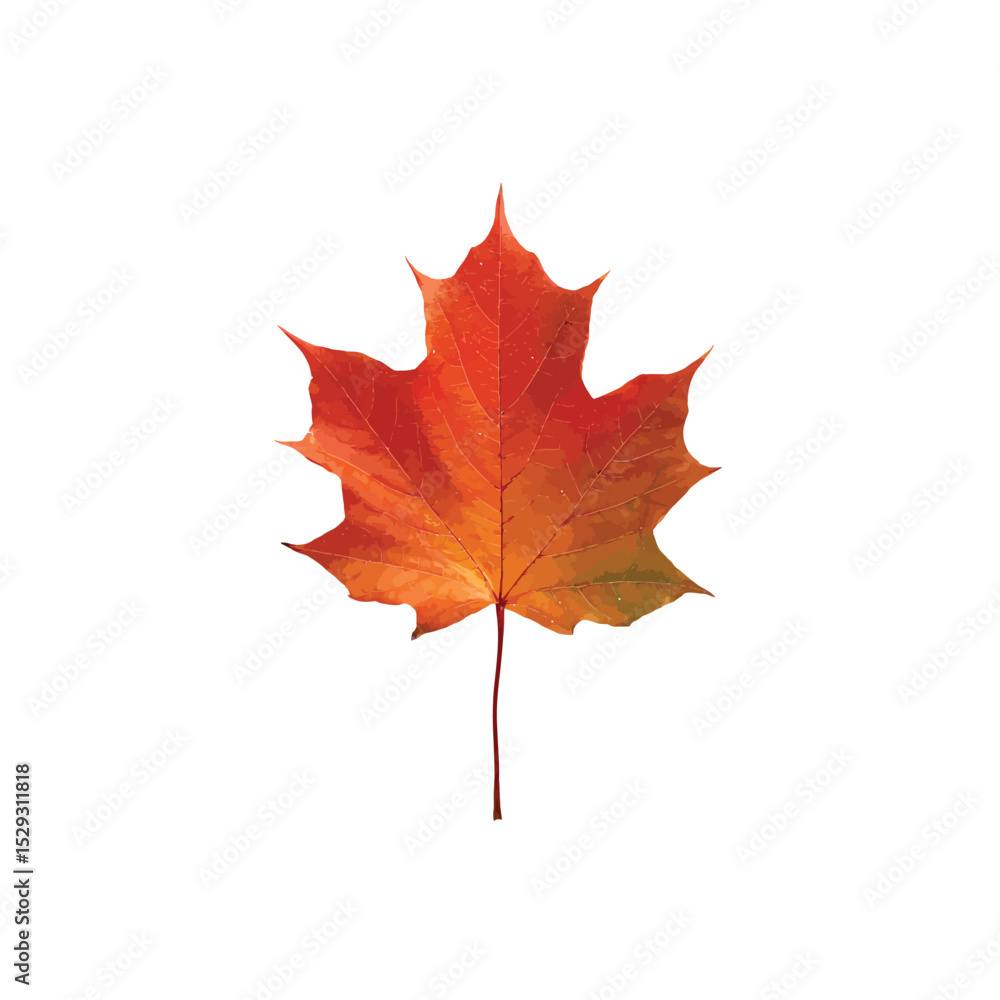 Fototapeta premium Autumn Maple Leaf: A vibrant, single maple leaf displays rich autumnal colors of red and orange, set against a clean backdrop, capturing the essence of the fall season.