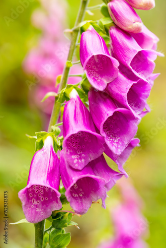 Fotografi Foxglove (Digitalis purpurea) is a poisonous species of flowering plant in the plantain family Plantaginaceae