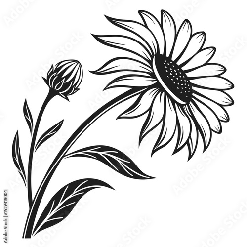 A black and white sunflower with a bud shows simplicity and elegance