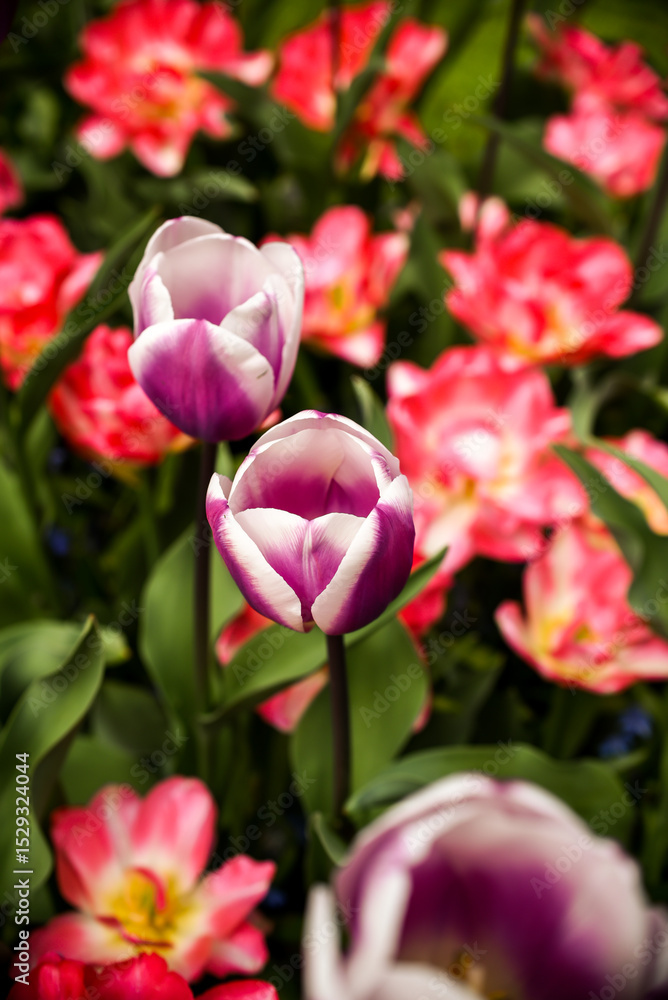 Moody close-up of colorful tulips in bloom with soft background Moody close-up of colorful tulips in bloom with soft background