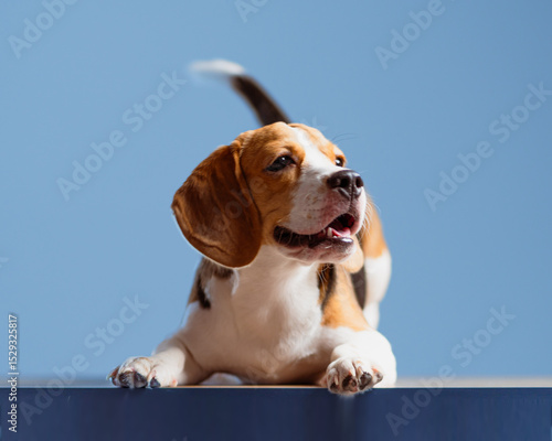 Enthusiastic Beagle Puppy with Wagging Tail
