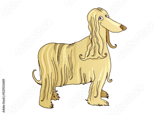 Elegant Afghan Hound Standing Proudly With Long Flowing Hair