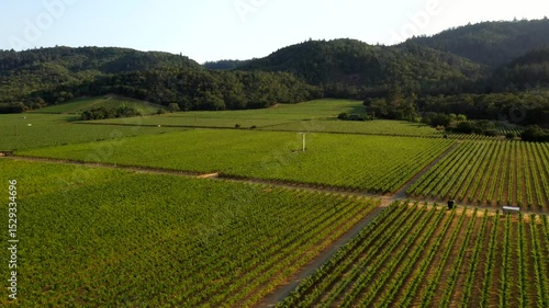 Wallpaper Mural Drone angled dolly across tidy vineyard rows and tree lined estate at Napa winery grounds Torontodigital.ca