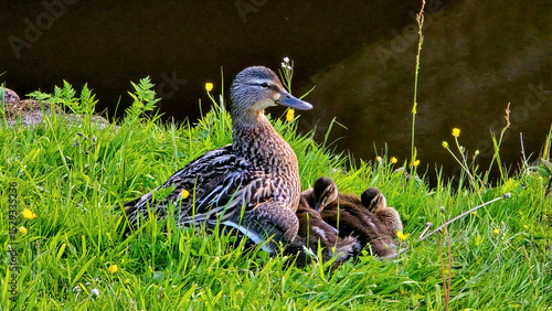 Wallpaper Mural Ente mit Jungen am Teich Torontodigital.ca