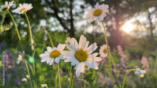 Sunlit field of daisies close-up. Chamomile flowers on a summer meadow nature panoramic landscape. Blooming white flower in the grass background. Illuminated by the evening sun Spring vibes. 