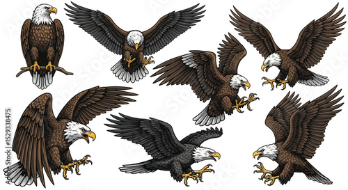 Bald Eagles in Various Poses, Vector Illustration