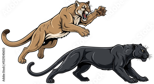 Powerful Puma and Panther in Action