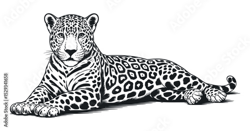 Detailed Black and White Vector Illustration of a Lying Jaguar Isolated on a White Background Perfect for Graphic Design Projects