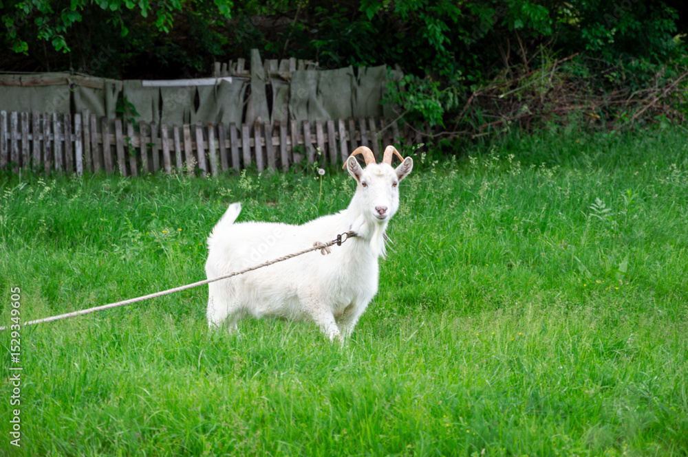 Obraz premium White goat with horns enjoys a grassy area while being held on a leash in an outdoor setting, surrounded by greenery