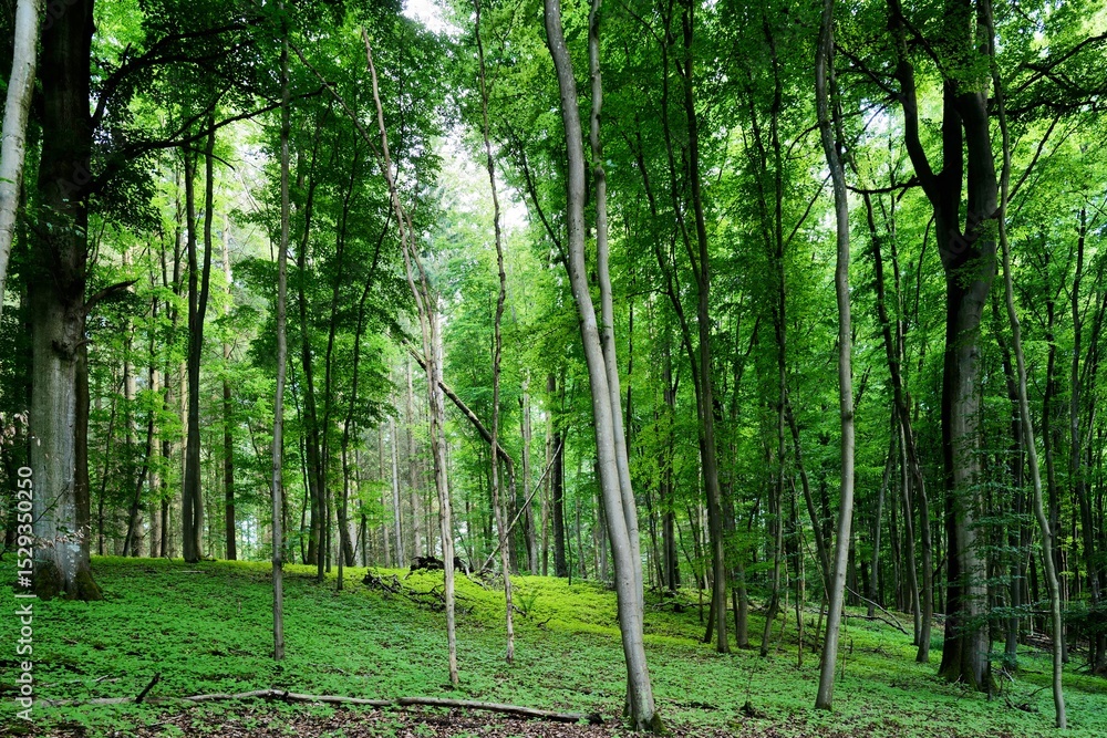 Obraz premium green forest in the morning