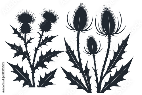 Dark silhouettes of thistle and teasel plants, iconic spiky flora. Botanical vector illustration. Perfect for nature, emblems, or Scottish themes.