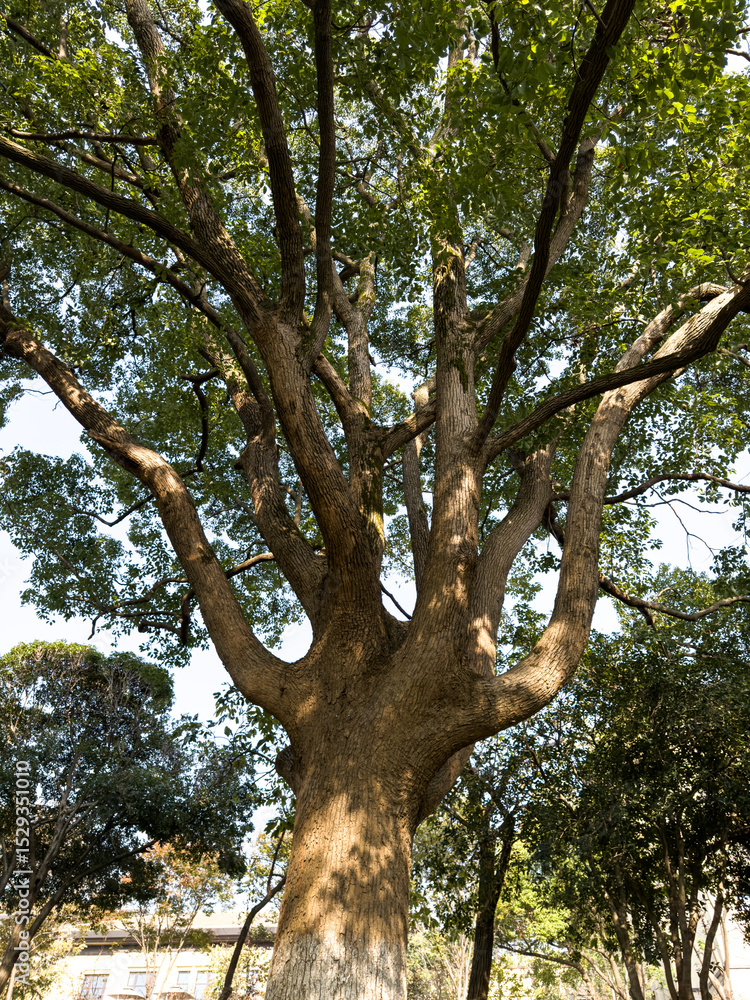 Obraz premium Towering Canopy of a Majestic Tree in Lush Greenery