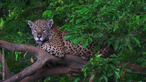 A majestic jaguar, Panthera onca, rests on a tree branch in its natural tropical forest habitat in Pantanal