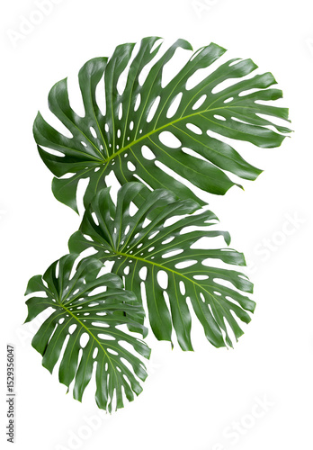 monstera deliciosa green giant leaves isolated
