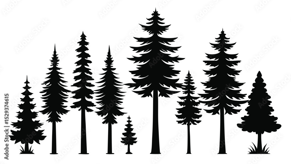 Fototapeta premium Silhouettes of evergreen trees in a forest scene