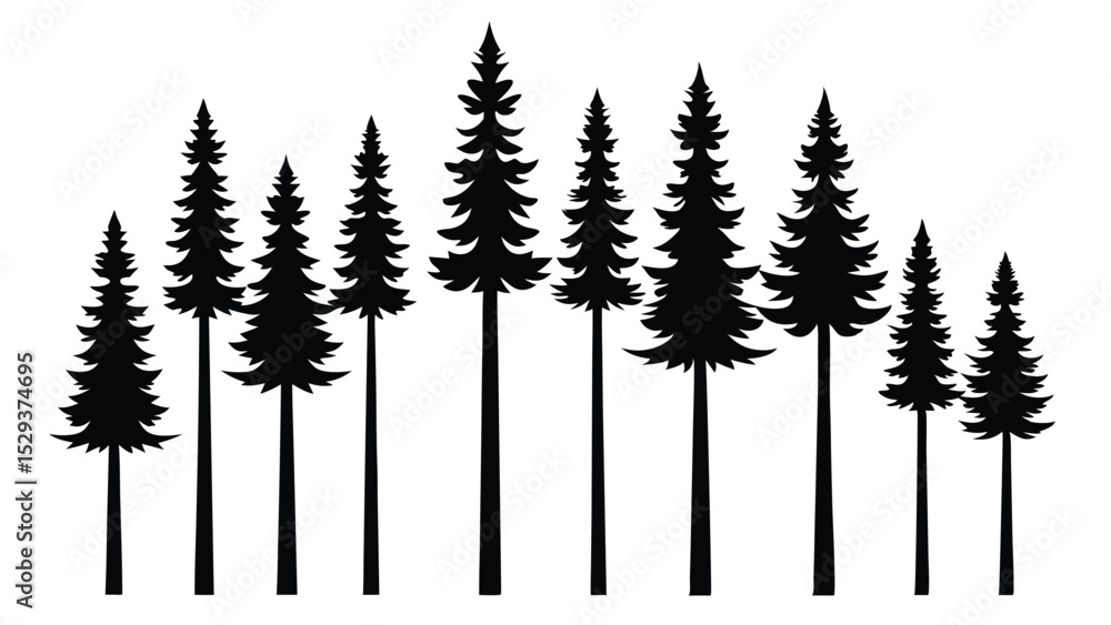 Fototapeta premium Silhouetted evergreen trees forest nature landscape