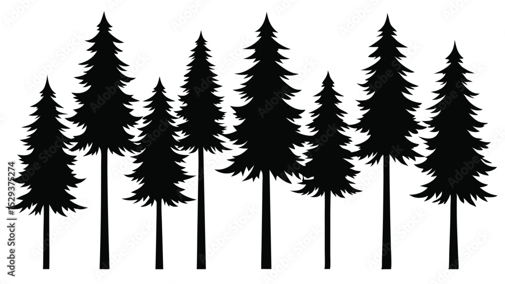 Fototapeta premium Silhouettes of evergreen trees in a forest