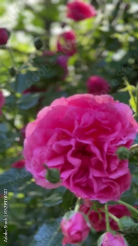 Beautiful rose bush, kind Rozarium Utersen with pink roses flowers.
