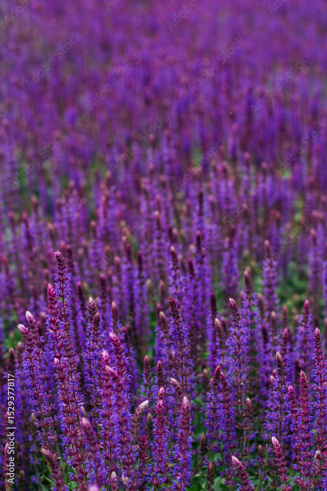 Naklejka premium lavender close-up vertical photo