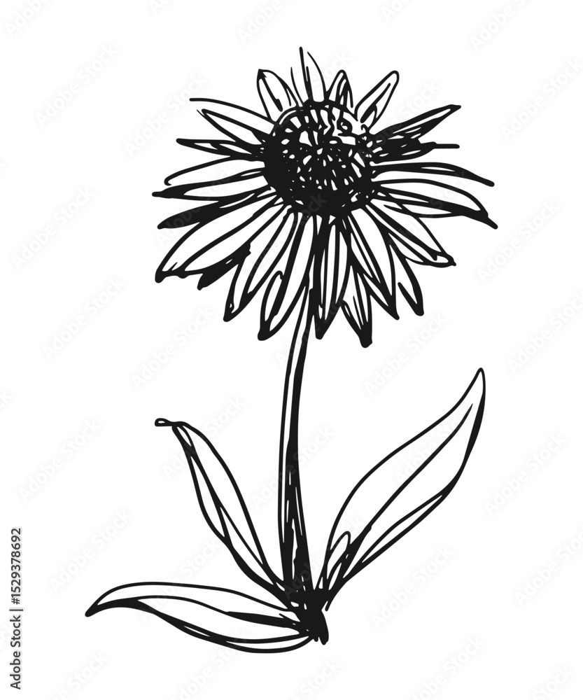 custom made wallpaper toronto digitalEchinacea flower sketch vector illustration for herbal and cosmetic packaging designs