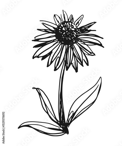 Wallpaper Mural Echinacea flower sketch vector illustration for herbal and cosmetic packaging designs Torontodigital.ca