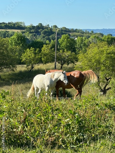 chevaux marron et blanc dans une pâture
