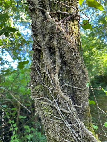 tronc d'arbre et racine grimpante