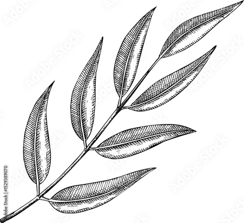 Eucalyptus sketch. Hand-drawn botanical illustration. Natural skin care, aromatherapy, perfumery, and organic cosmetics logo design. NOT AI generated