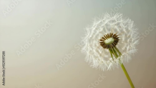 Wallpaper Mural Dandelion with floating seeds on soft pastel background	 Torontodigital.ca