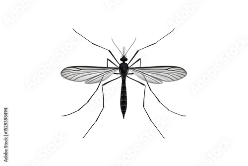 Top View Mosquito Vector Illustration for Science and Pest Control Use
