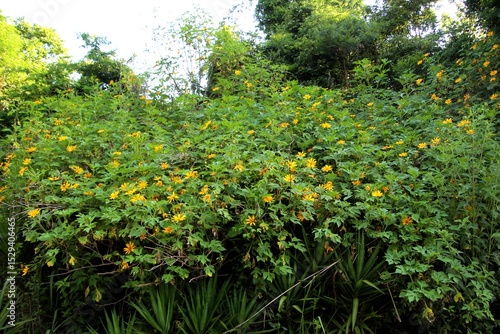 planta flor mão de deus - Tithonia diversifolia 
