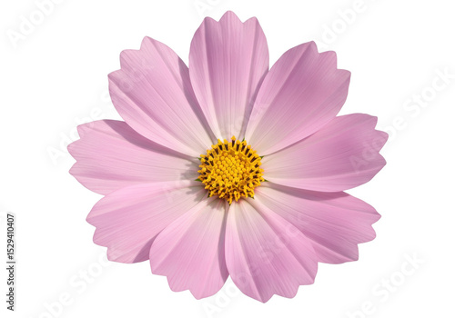 Close-up of a delicate pink flower with a vibrant yellow center against a white background