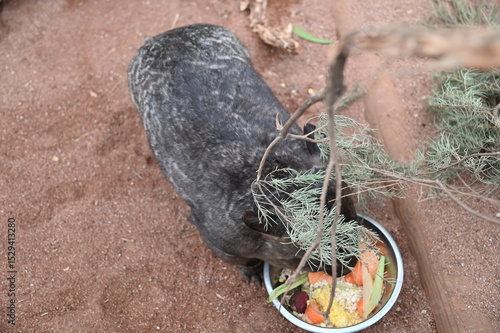 Whiteman, Australia – June 1, 2025: The Caversham Wildlife Park