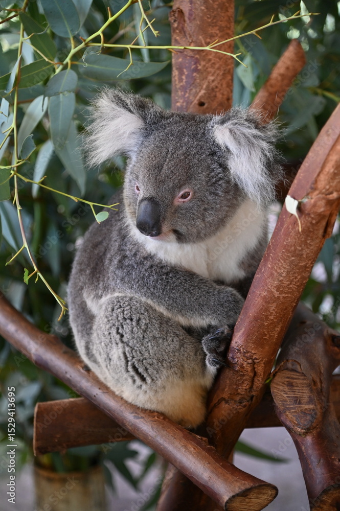 Fototapeta premium Whiteman, Australia – June 1, 2025: The Caversham Wildlife Park