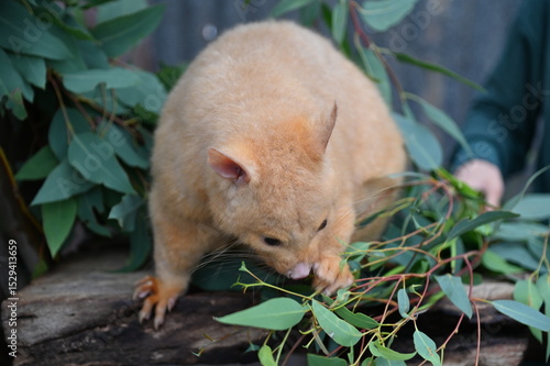 Whiteman, Australia – June 1, 2025: The Caversham Wildlife Park