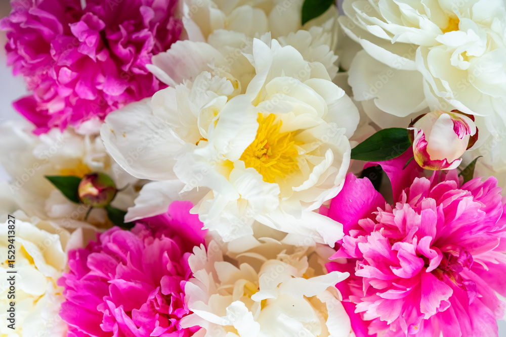 Fototapeta premium Bouquet of fresh peonies close up. Plants, gardening, eco nature concept