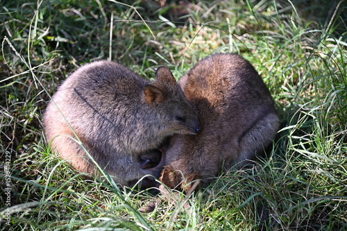 Whiteman, Australia – June 1, 2025: The Caversham Wildlife Park