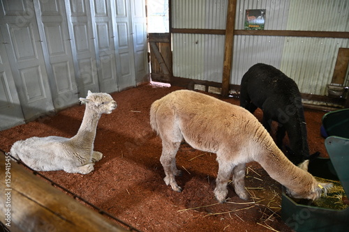 Whiteman, Australia – June 1, 2025: The Caversham Wildlife Park