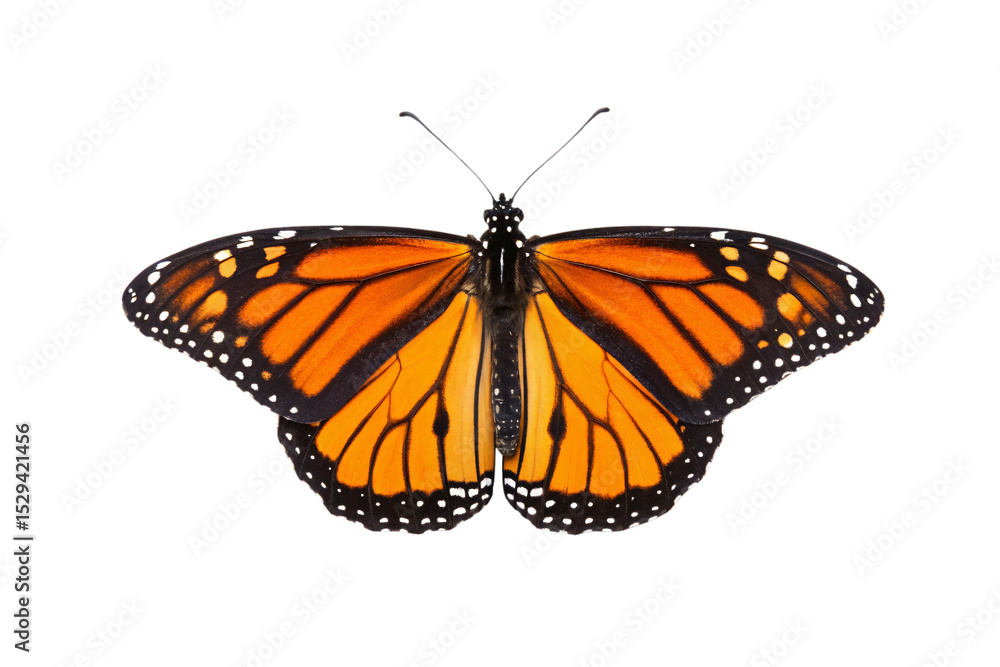 Fototapeta premium Monarch butterfly shown from different angle revealing orange and black wing pattern with white spots, isolated on a transparent background