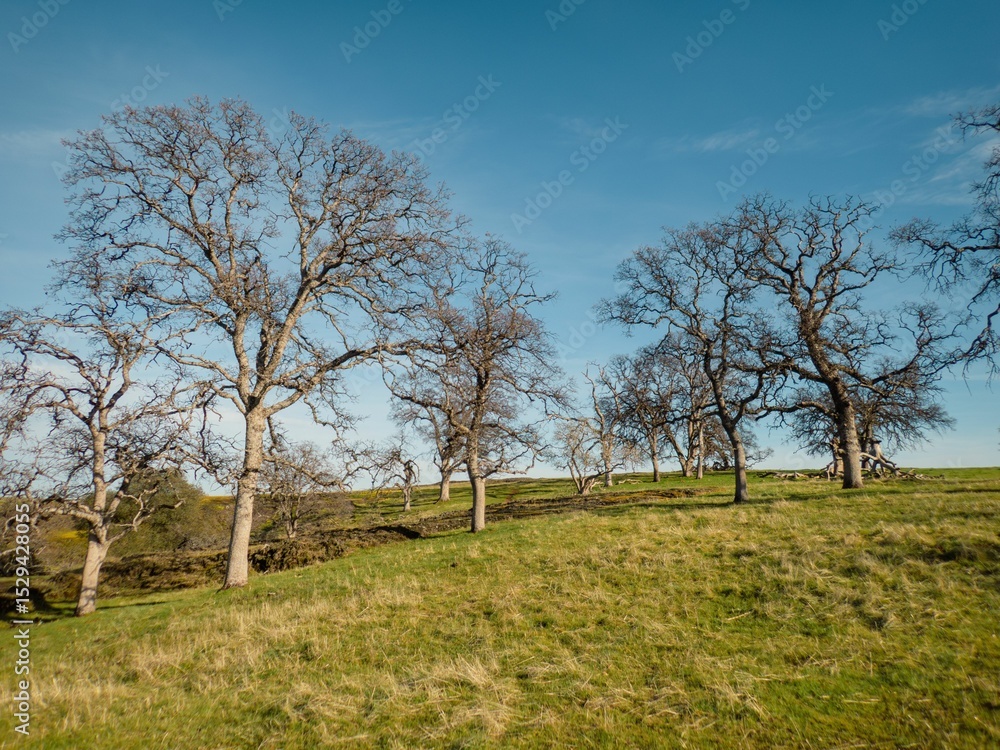 Obraz premium Leafless Trees on a Grassy Hill
