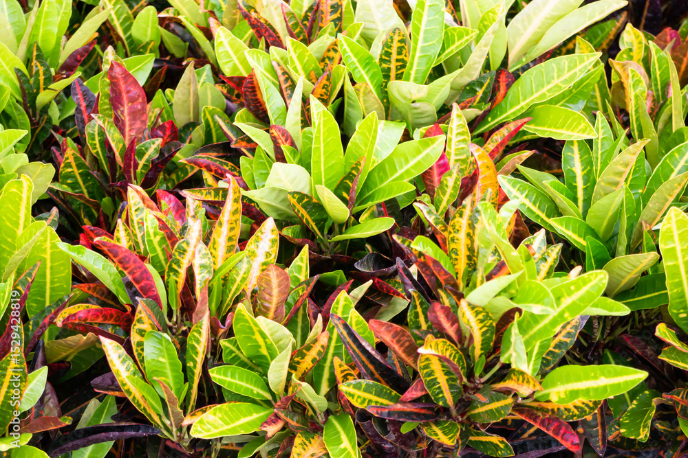 Obraz premium Variety of plants and flowers at flower market