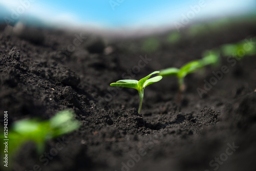 Tableau sur toile A delicate tiny soybean sprout grows among similar sprouts in a farmland