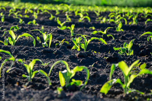 Rows of young corn plants grow vigorously in rich, dark soil under bright sunlight on a farm in the early summer