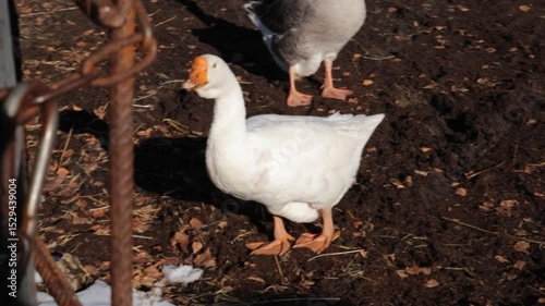 white goose eating snow on a farm on a sunny winter day