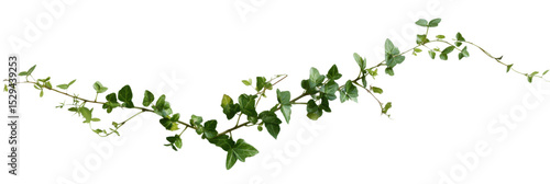 Emerald Vines: A detailed capture of a verdant ivy vine, its delicate leaves spiraling along a slender stem, conveying natural elegance and botanical charm.
