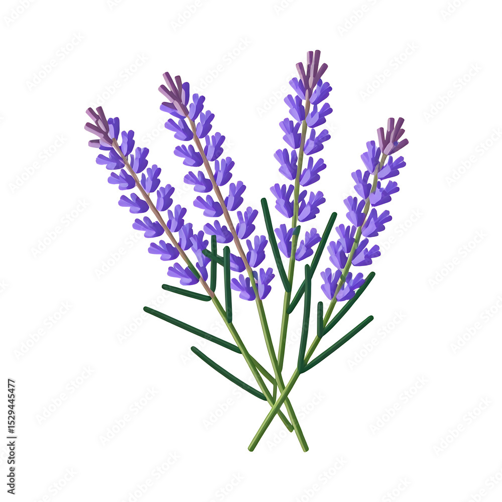 Obraz premium lavender-flowers-isolated-purple-herb-plant-image-stock-photo